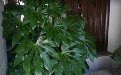 FATSIA JAPONSKÁ  (FATSIA JAPONICA)