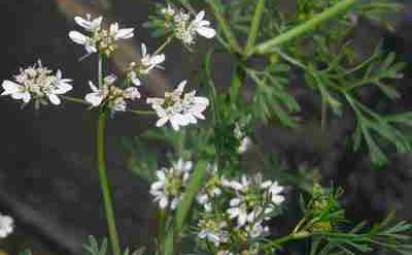 Koriander (Coriandrum sativum)