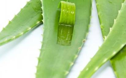 Aloe vera: Praktické tipy, ako mať krásnu a mladistvú pleť