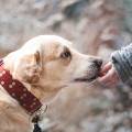 6 dôvodov prečo je starostlivosť o chrup psa dôležitá 