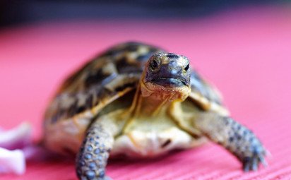 Svetový deň korytnačiek poukazuje na dôležitosť ich správneho chovu