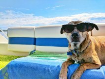 Letné horúčavy dajú zabrať aj psom_Unsplash