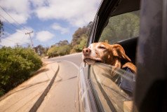 Nikdy nenechávajte psa samého v aute_Unsplash