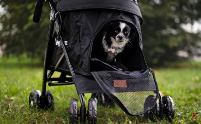 Kočíky pre domácich miláčikov: Luxusný výstrelok alebo praktický pomocník?